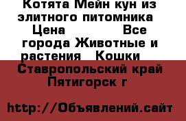 Котята Мейн-кун из элитного питомника › Цена ­ 20 000 - Все города Животные и растения » Кошки   . Ставропольский край,Пятигорск г.